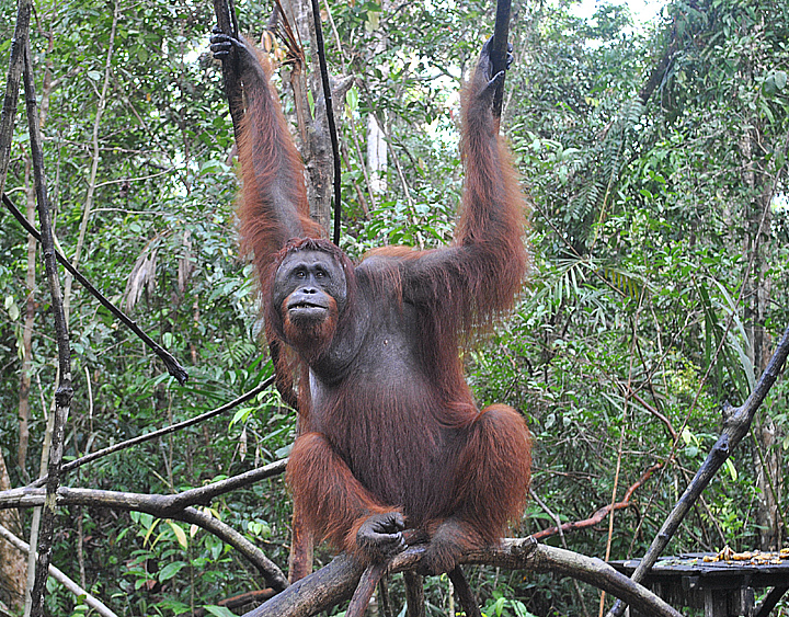 BohorokOrangUtan