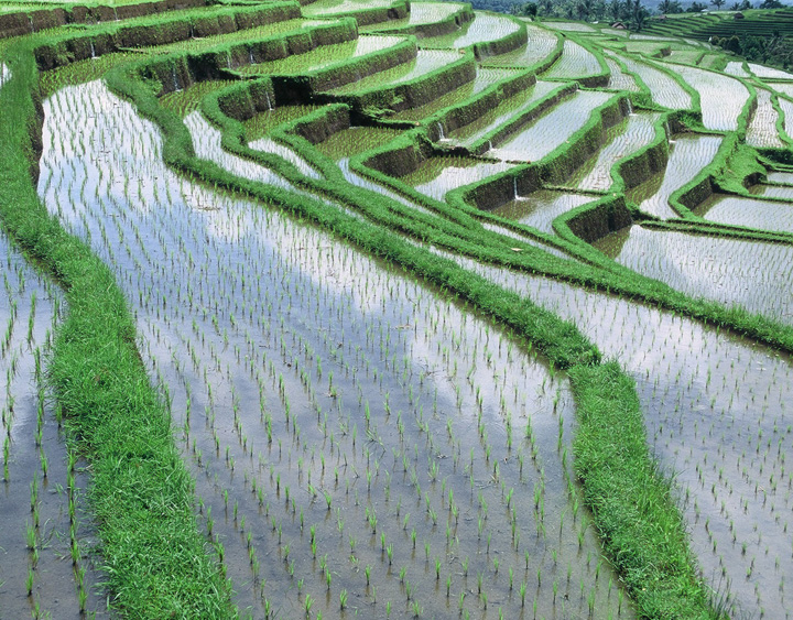 JatiluwihTours