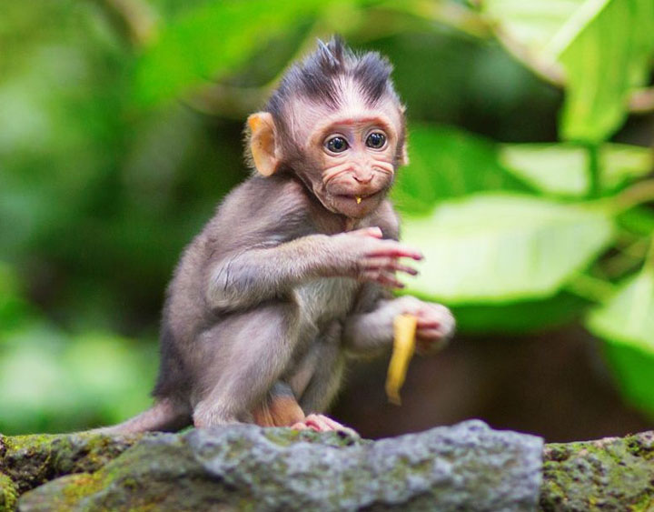 Monkey forest at Kedaton