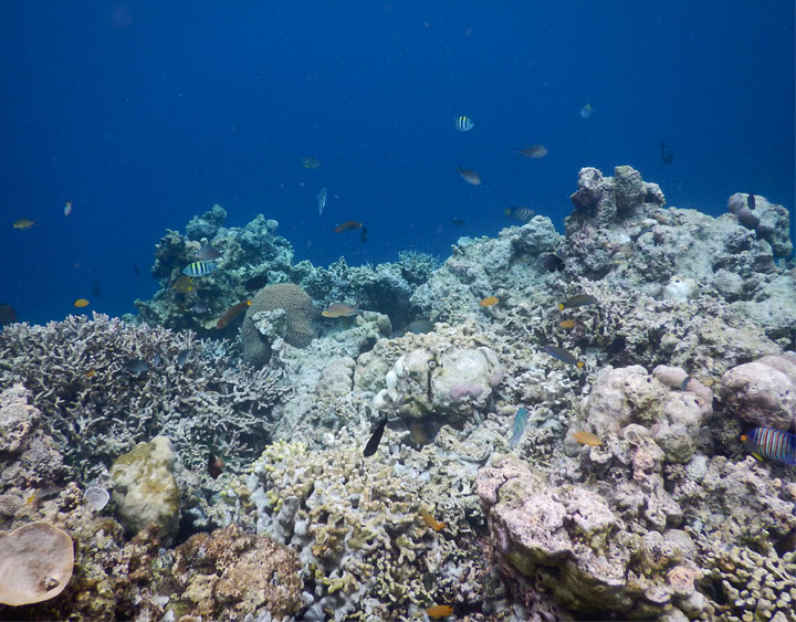 Snorkeling & Diving
