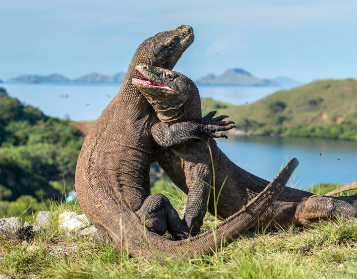 Komodo Dragon