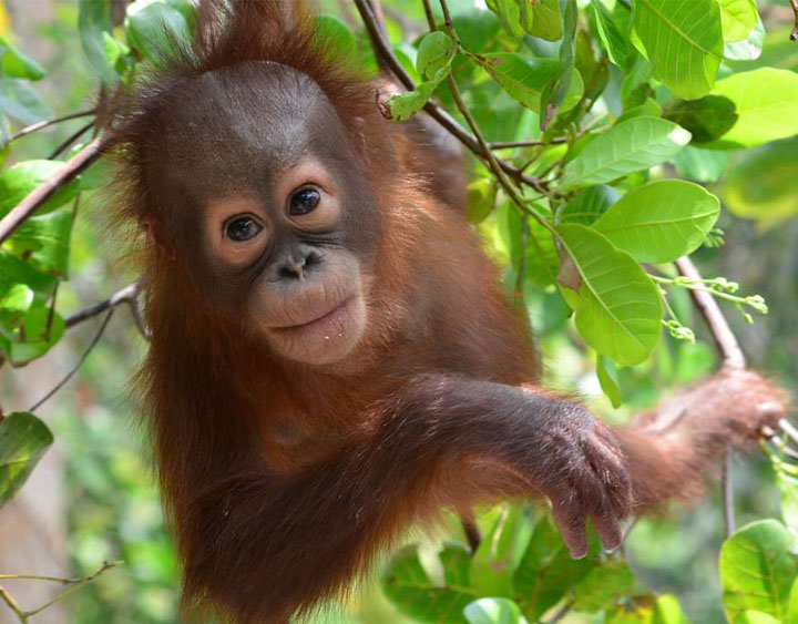 Orang Utan