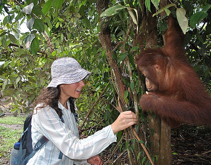 PangkalanBun-OrangUtan