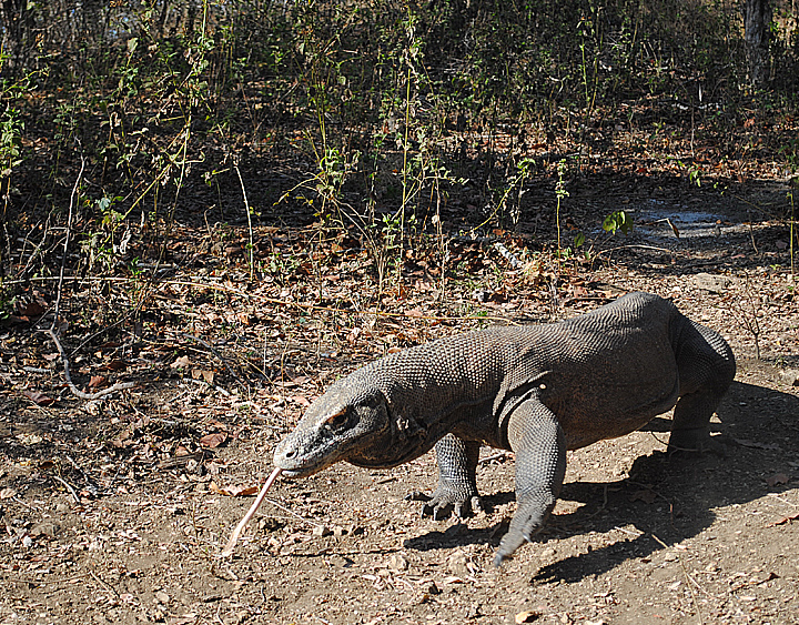 Komodo Island
