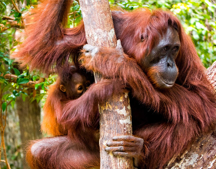Orang Utan