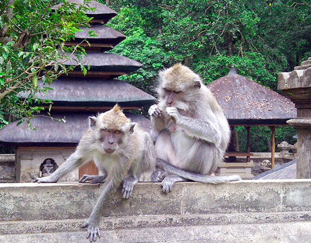 alaskedatonmonkey