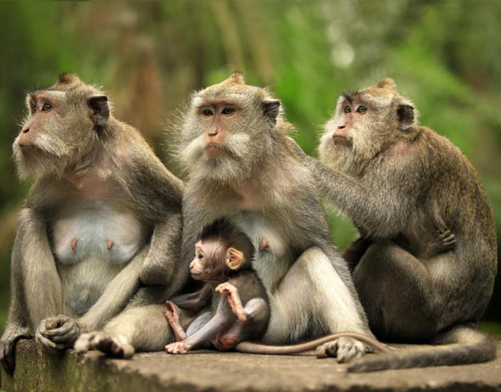 Monkey Forest at Kedaton