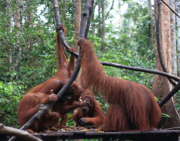Pondok Tanggui