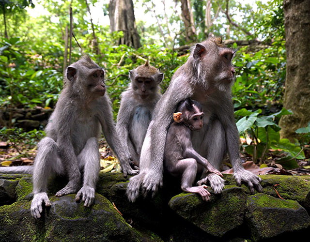 Ubud Tanah Lot Tour