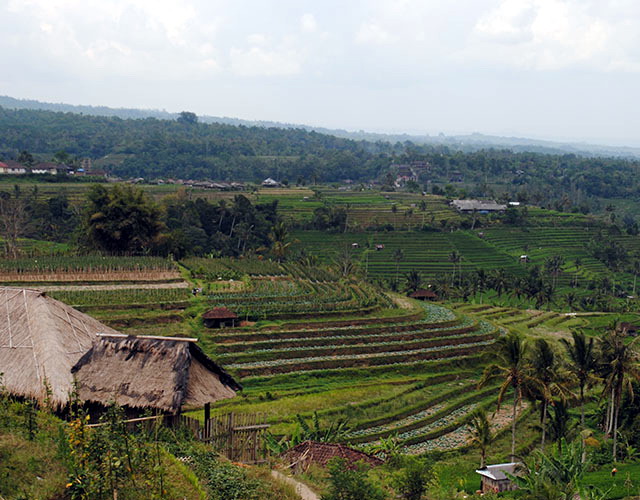 jatiluwih